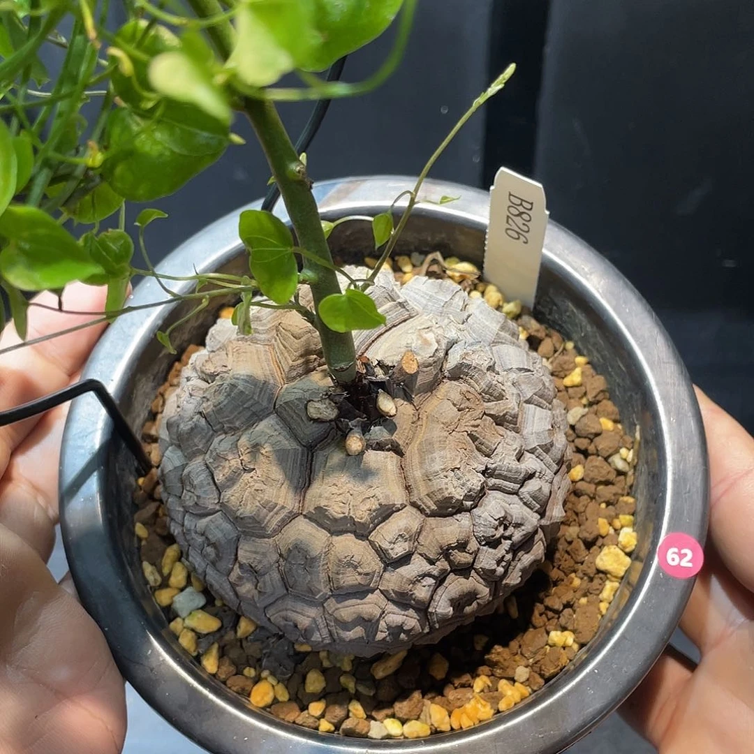 龟甲龙826号不退换