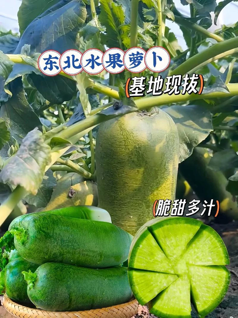 东北水果萝卜现拔现发