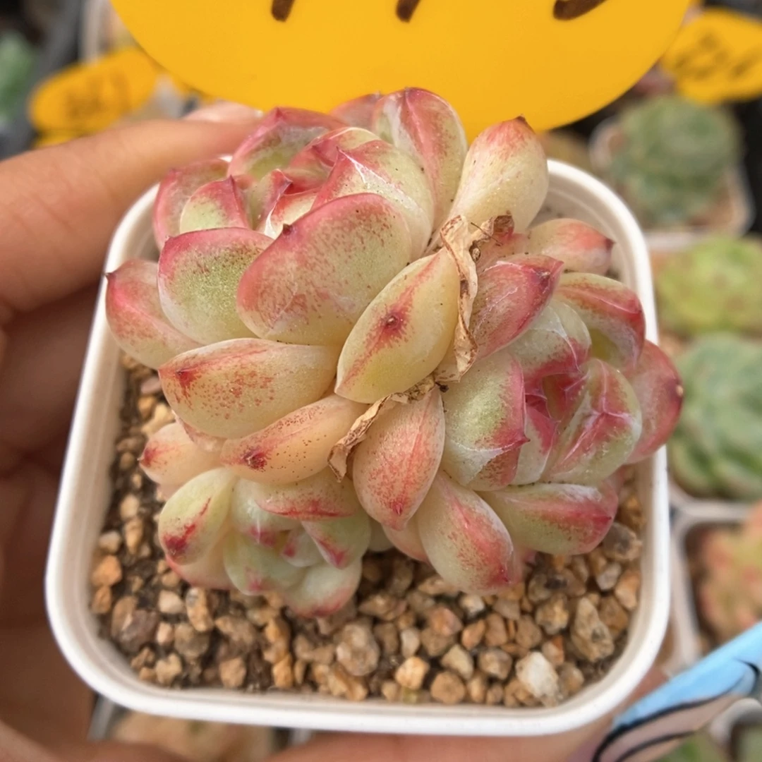 熊猫珍妮可拍4403号。