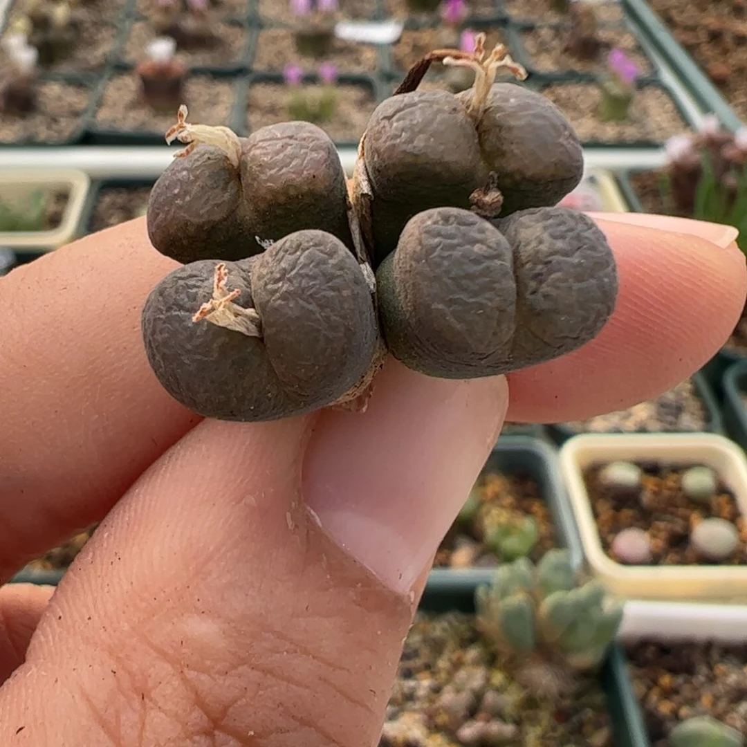 545 好看的多肉冲冲冲