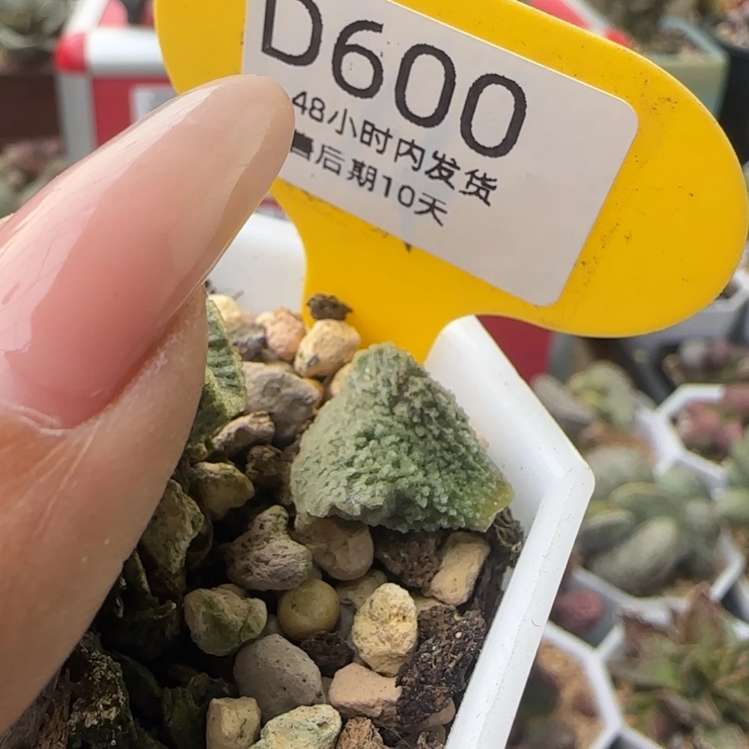 红玫瑰叶子。        600