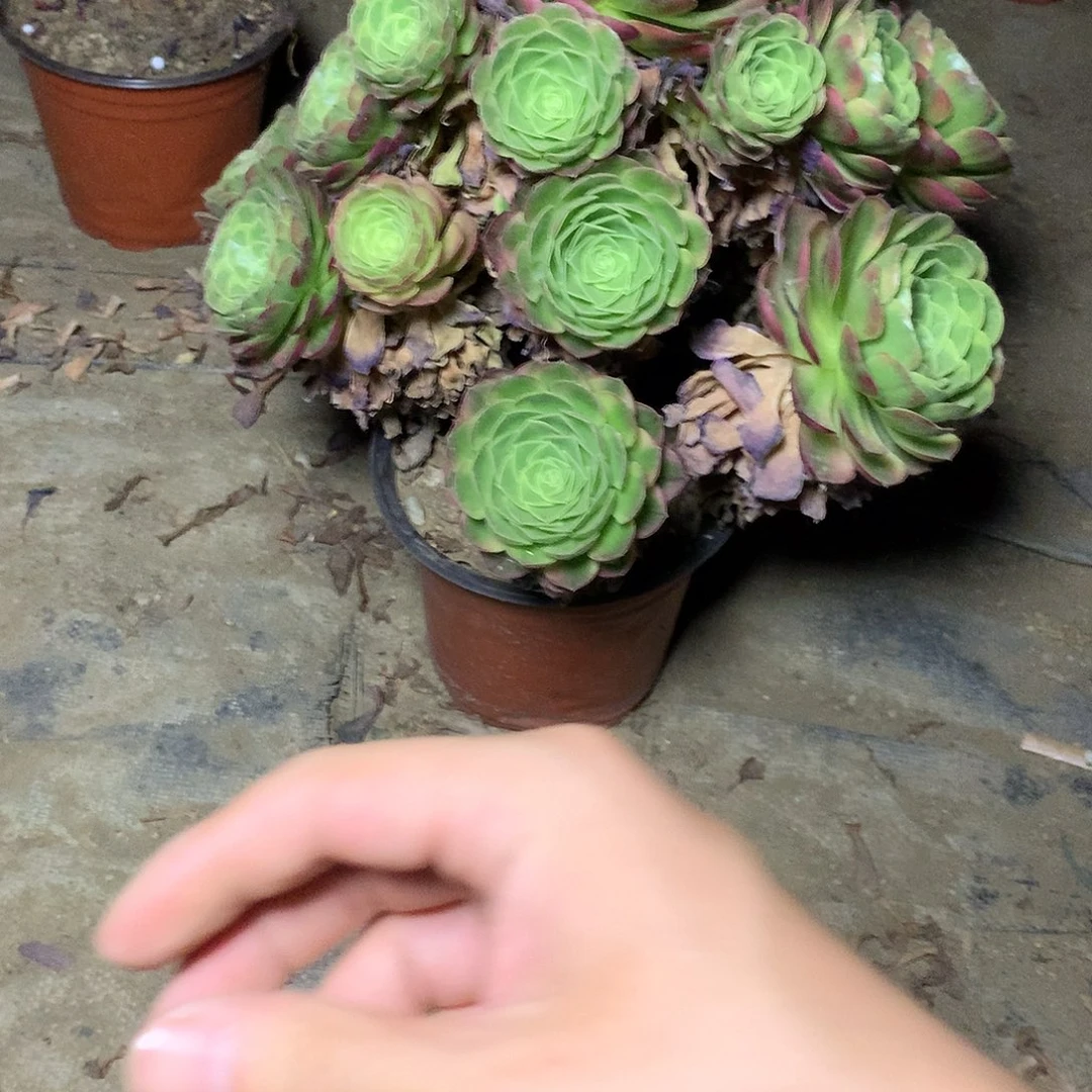 多肉多肉多肉奶白24