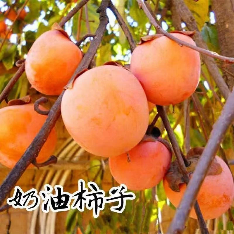 嫁接奶油柿子树苗软糯香甜蜜汁柿子树盆栽地栽庭院当年结果柿子苗