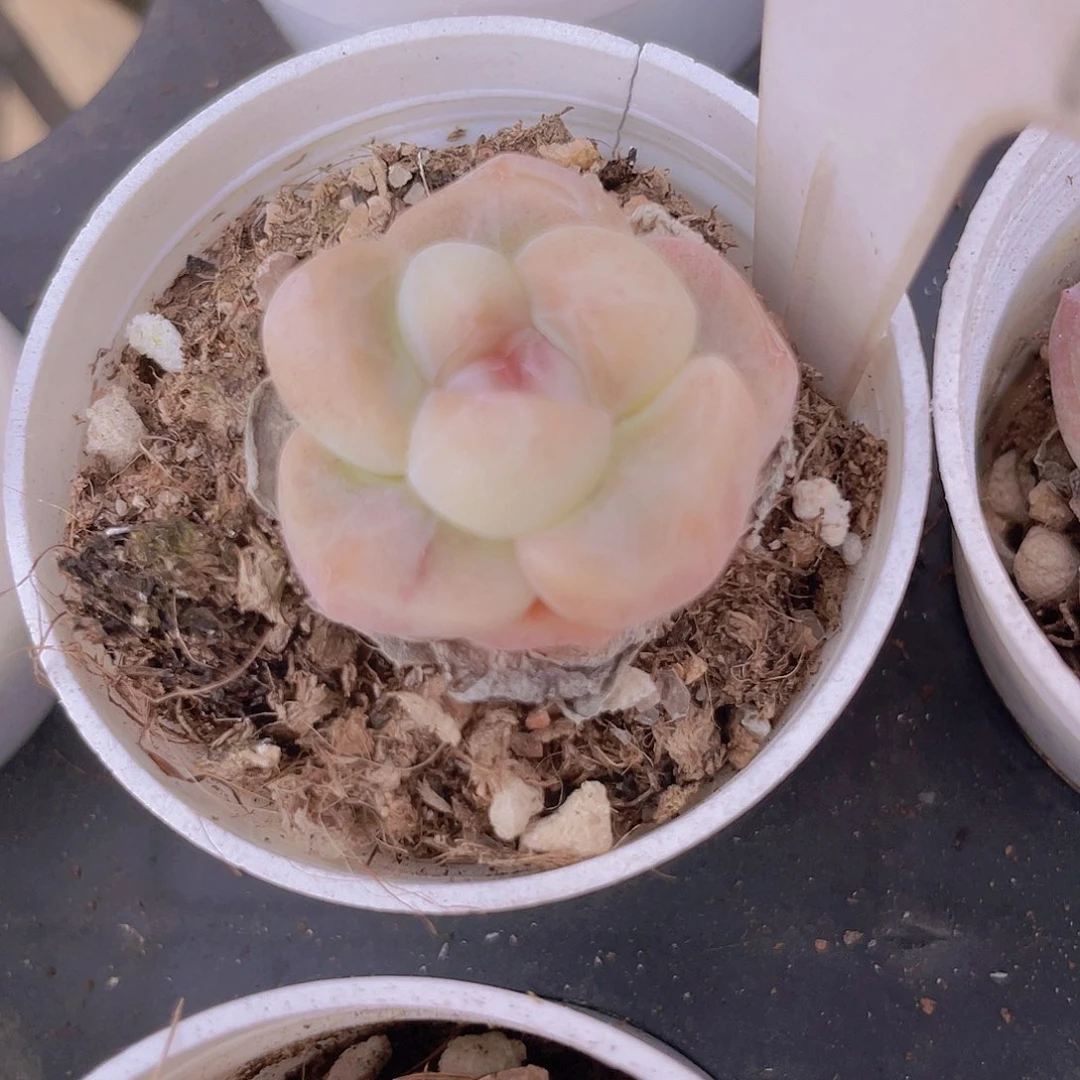 冰玉w039一物一拍