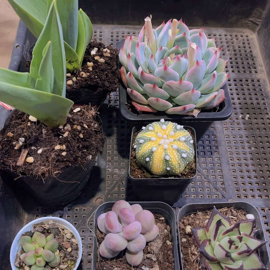 多肉857多肉植物