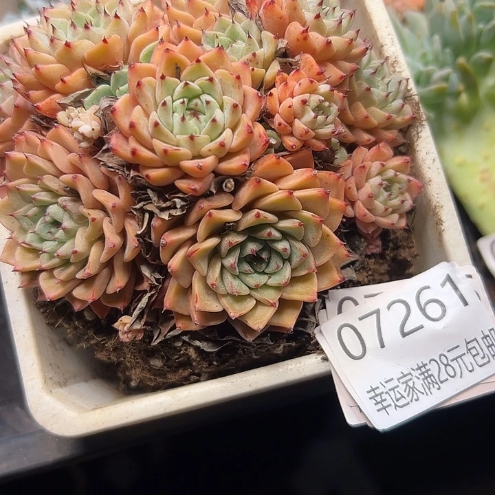 丸***桃幸运的是我还在幸运
