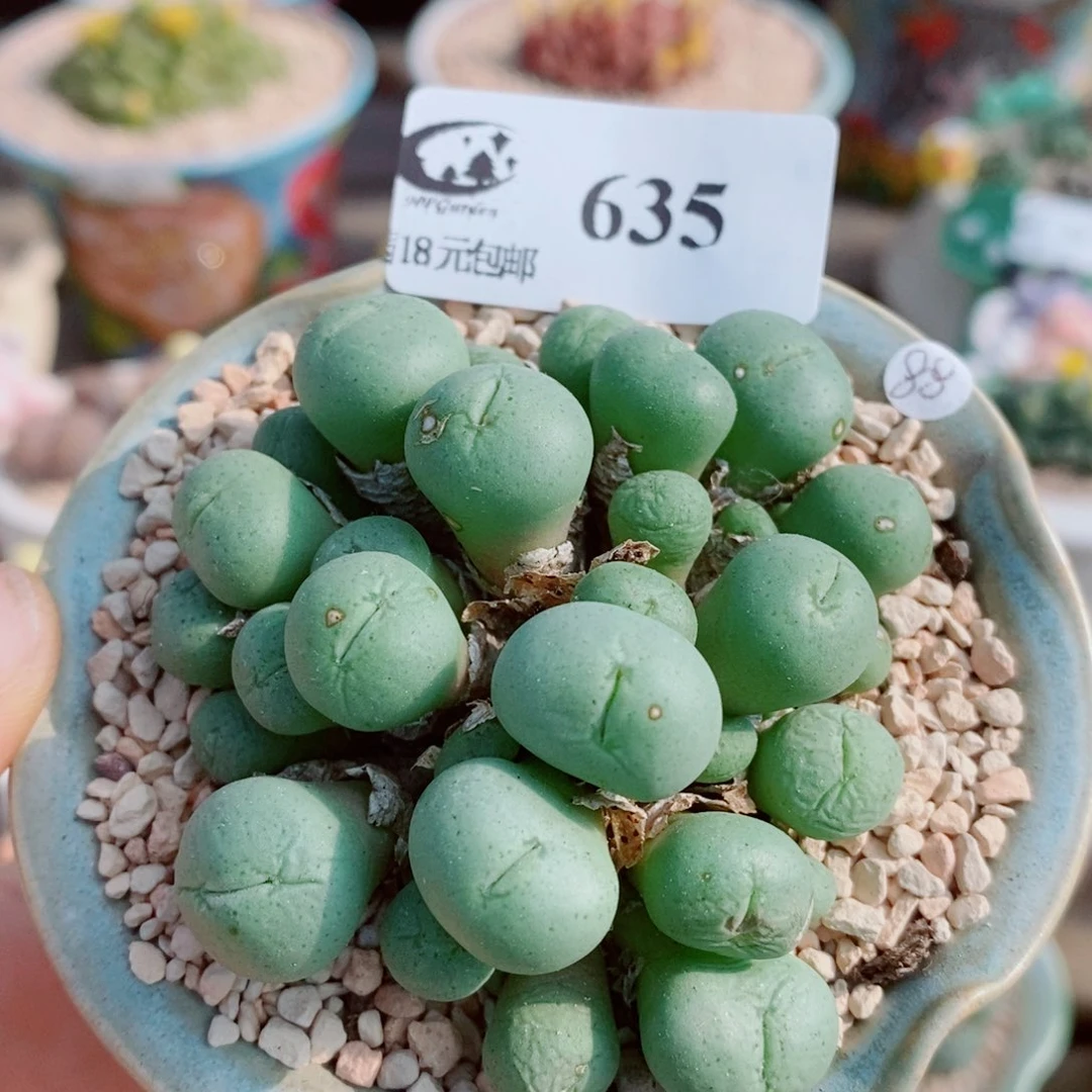 生石花花花花花花花635