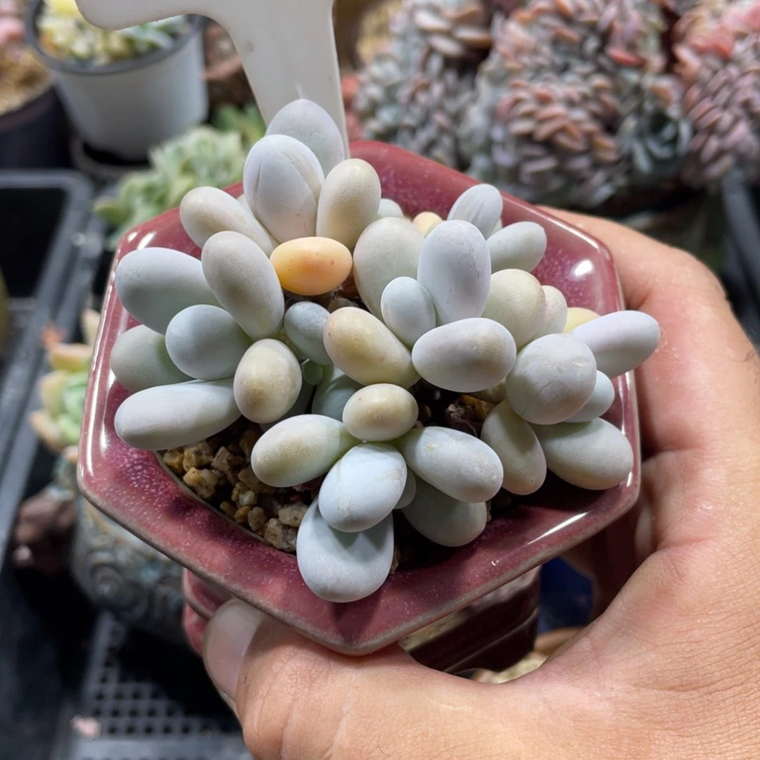 355奶酪不带盆8厘米