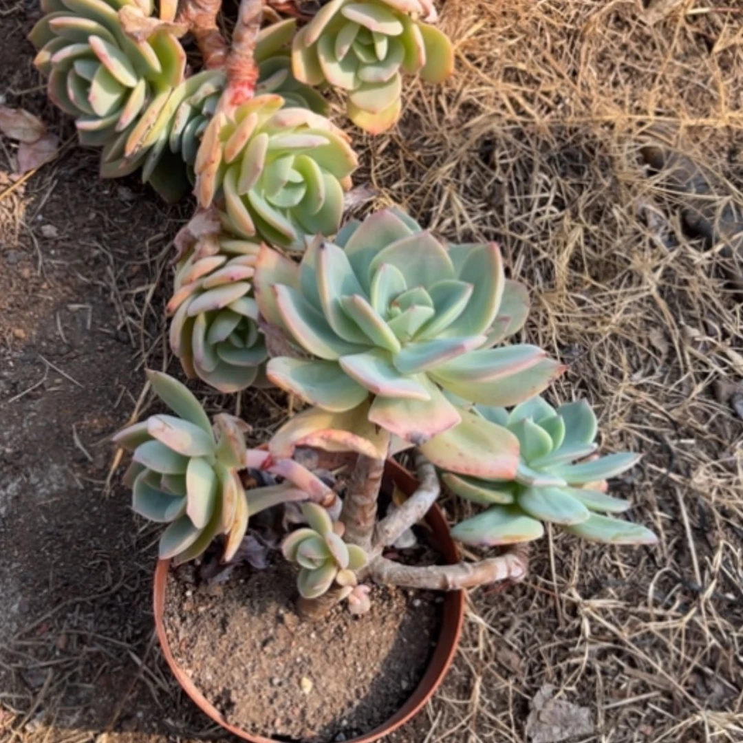 【闪购商品】顺**羊白凤