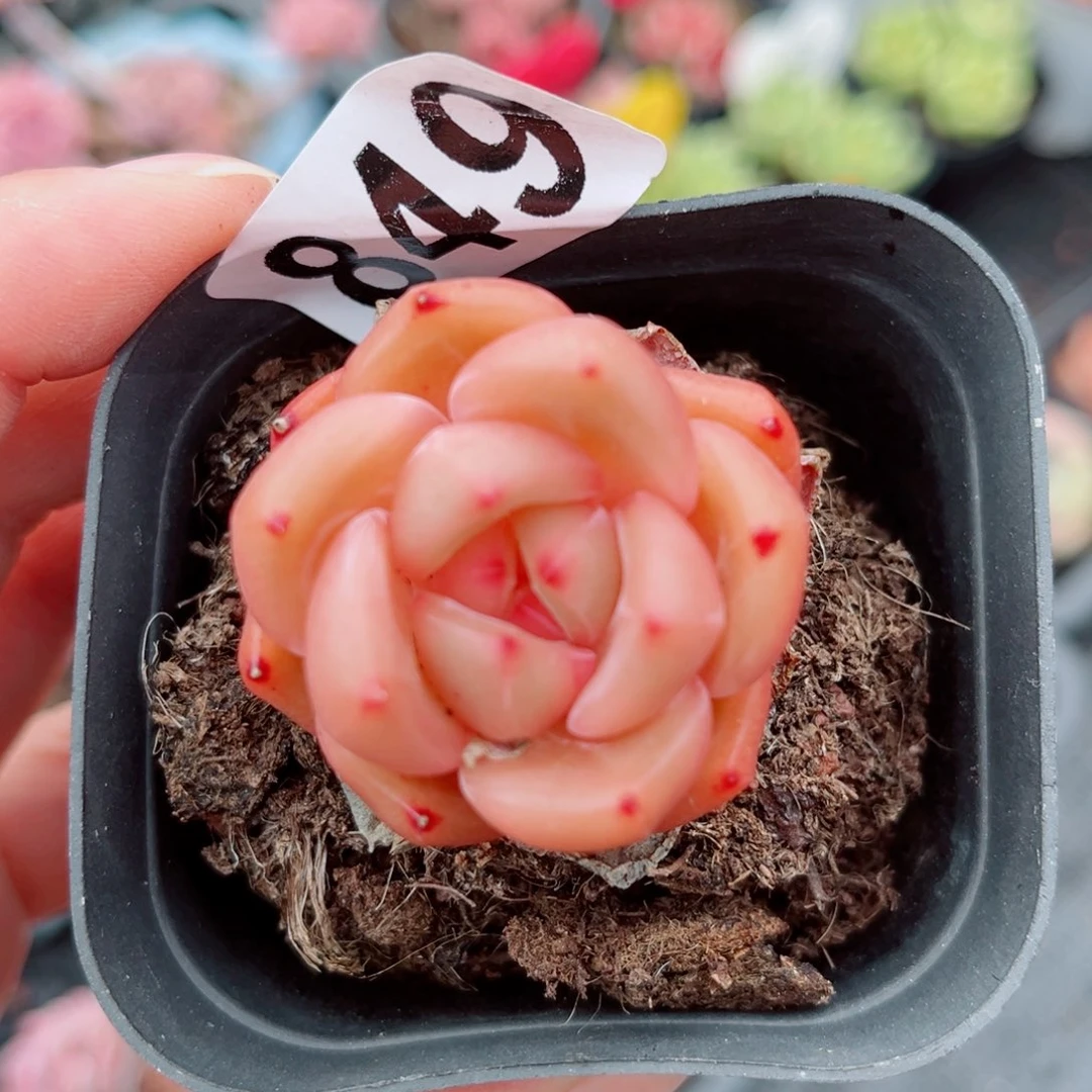 风靡园艺安可珍妮单头