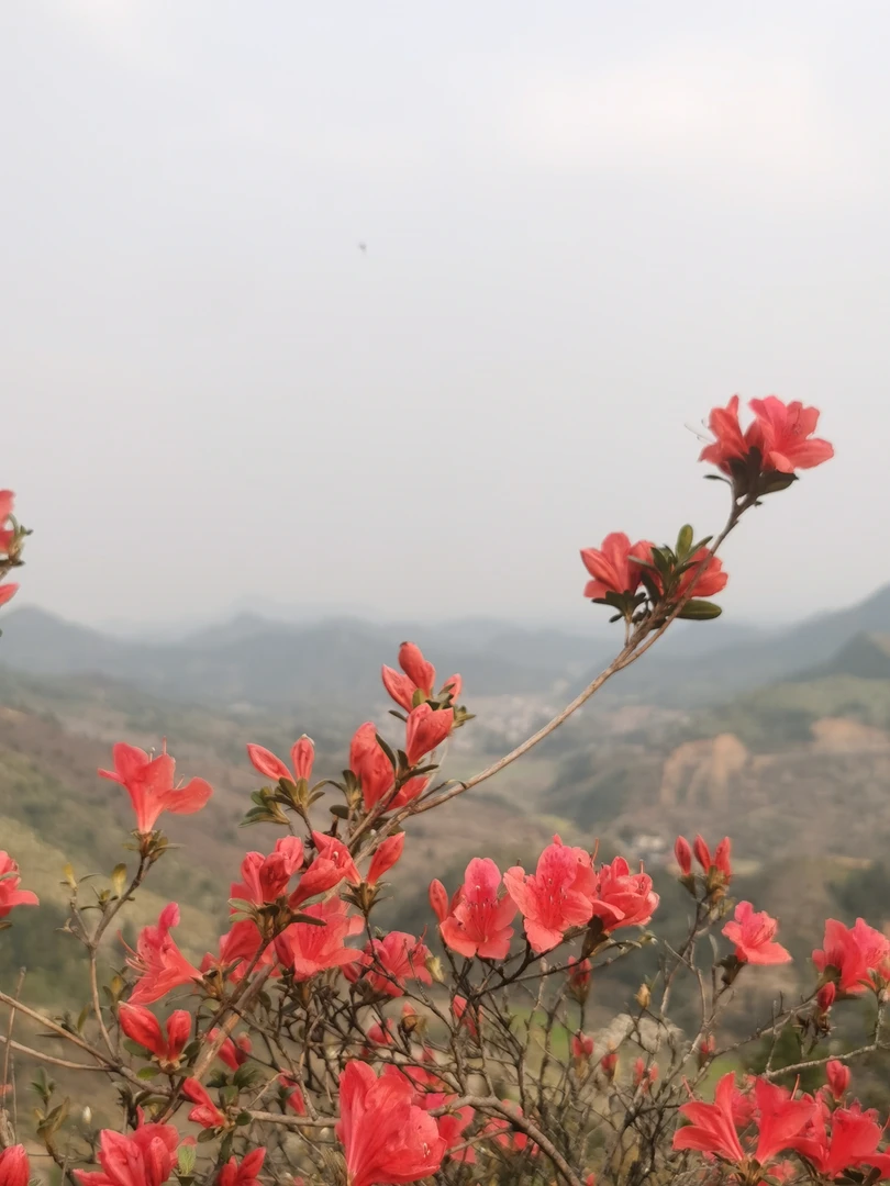高山栀子春花意境盆景,不包活 需谨慎 建议者勿拍