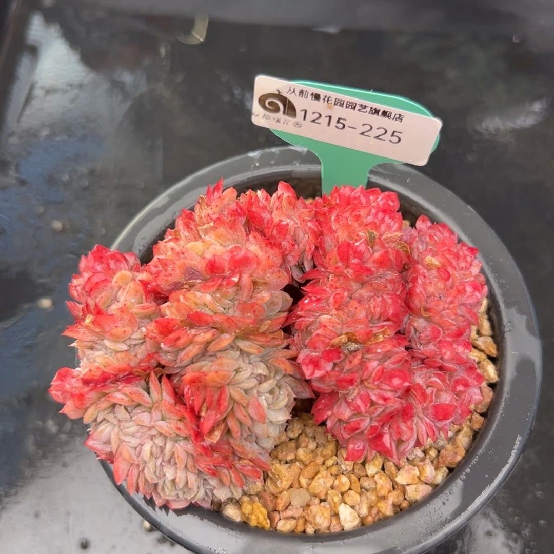 从前慢花园多肉编号1215-225