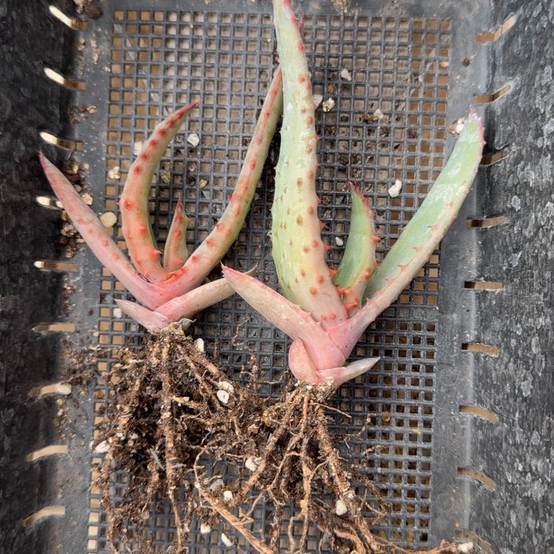 好望角芦荟一物一拍