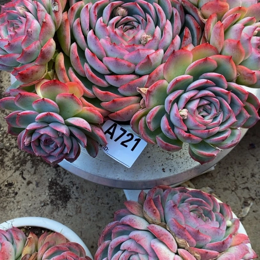【闪购商品】叶****D多肉植物