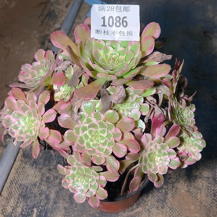 1086霁月多肉植物保护