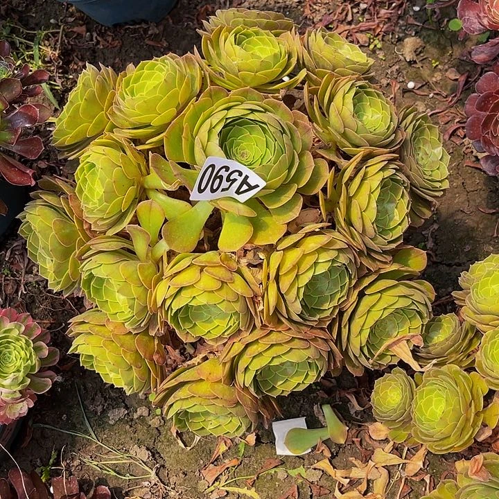 万圣节13/49包邮法师
