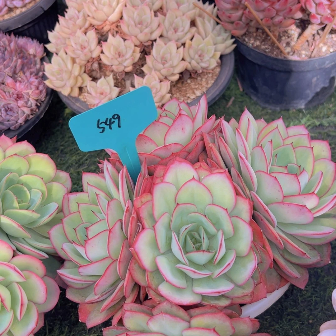 香玉的故事是一个人的故事吗我