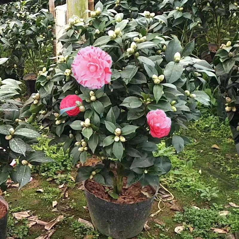 五色赤丹茶花盆栽带花苞一树多色茶花树苗盆栽白五多色绿植花卉