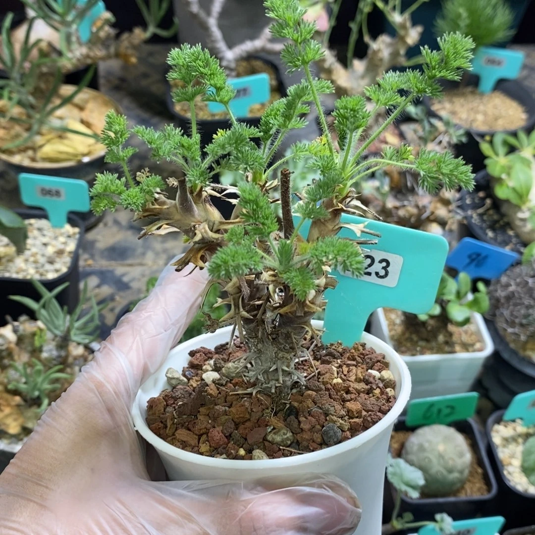 出云杨奎多肉植物