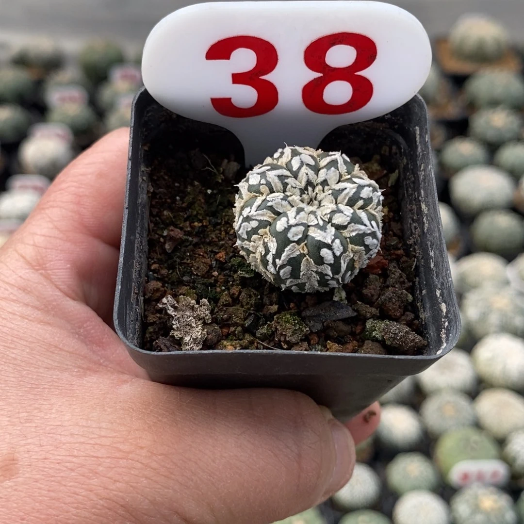 38浓白V超兜福利