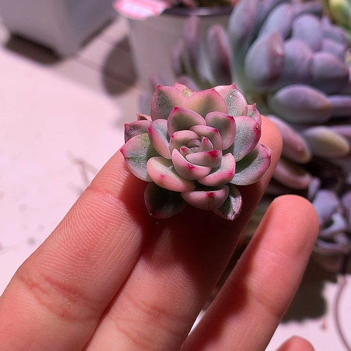 麦秆锦侧芽腹轮锦