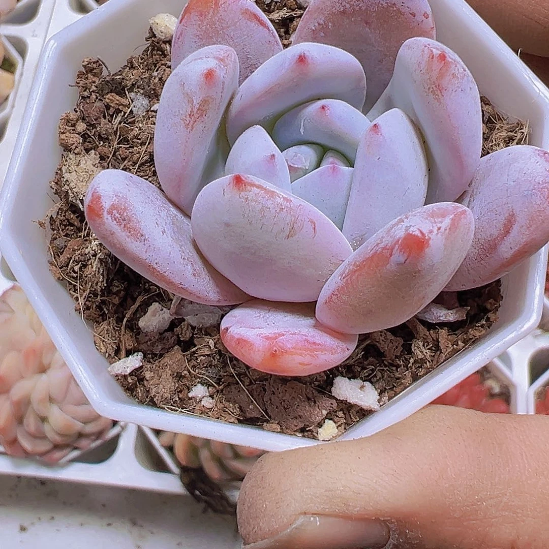 嫦娥带盆带土19包邮