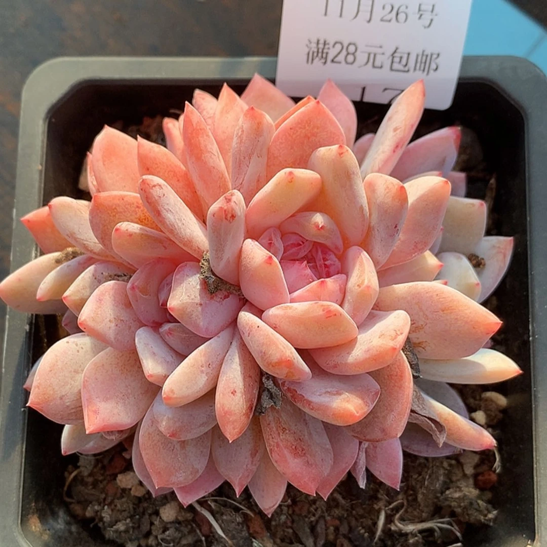 【闪购商品】云116号星影四头