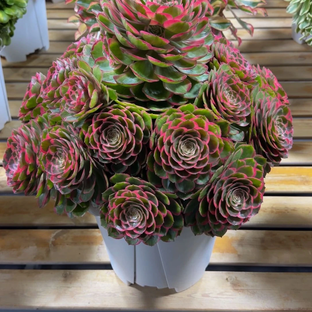 白*粉花妖精品法师