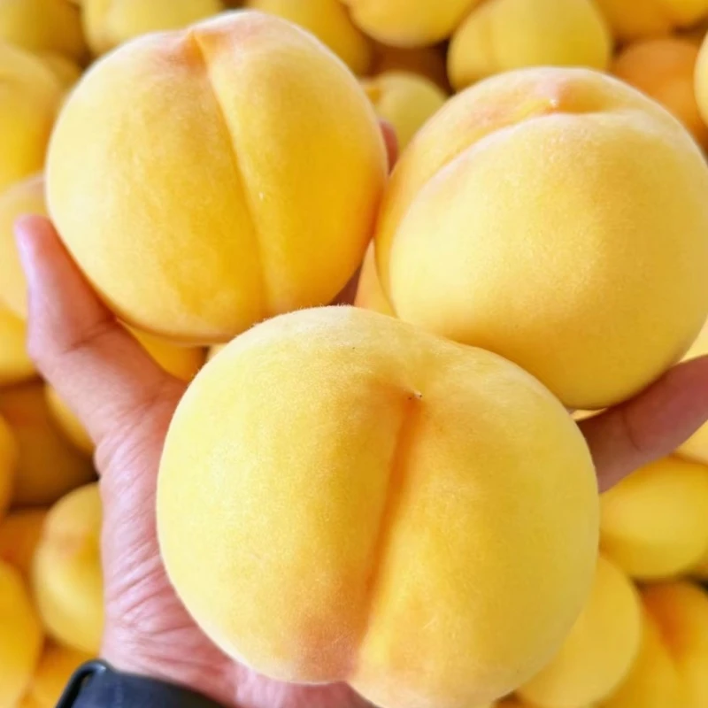 黄桃鲜果果园直发新鲜黄桃陕西礼泉黄桃脆甜正宗产地直发当季水果