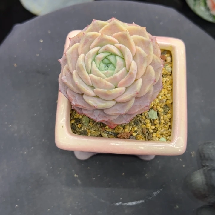 蓝***鱼多头一物一拍发货