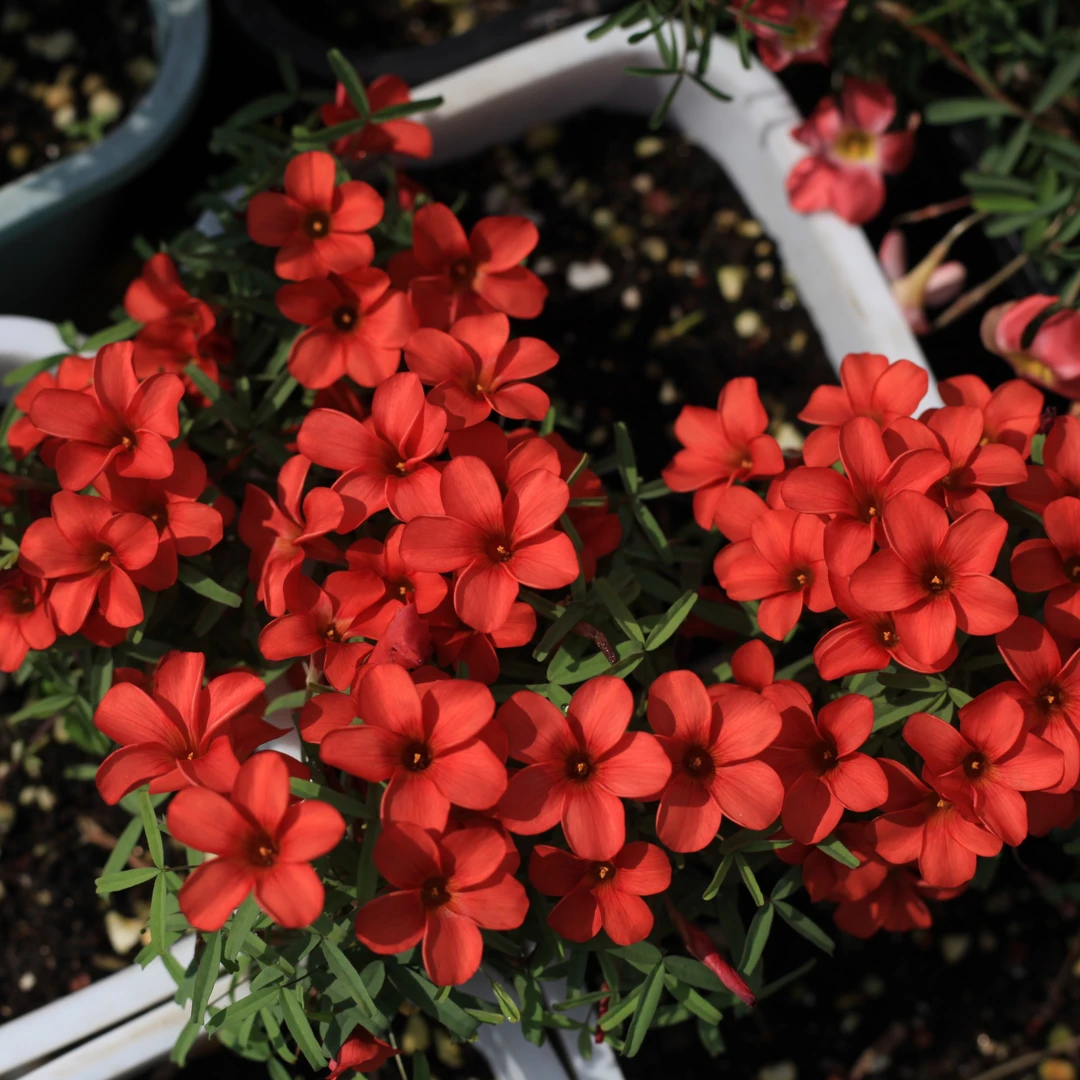 酢浆草早花红丝绸一球规格拍尺寸看图