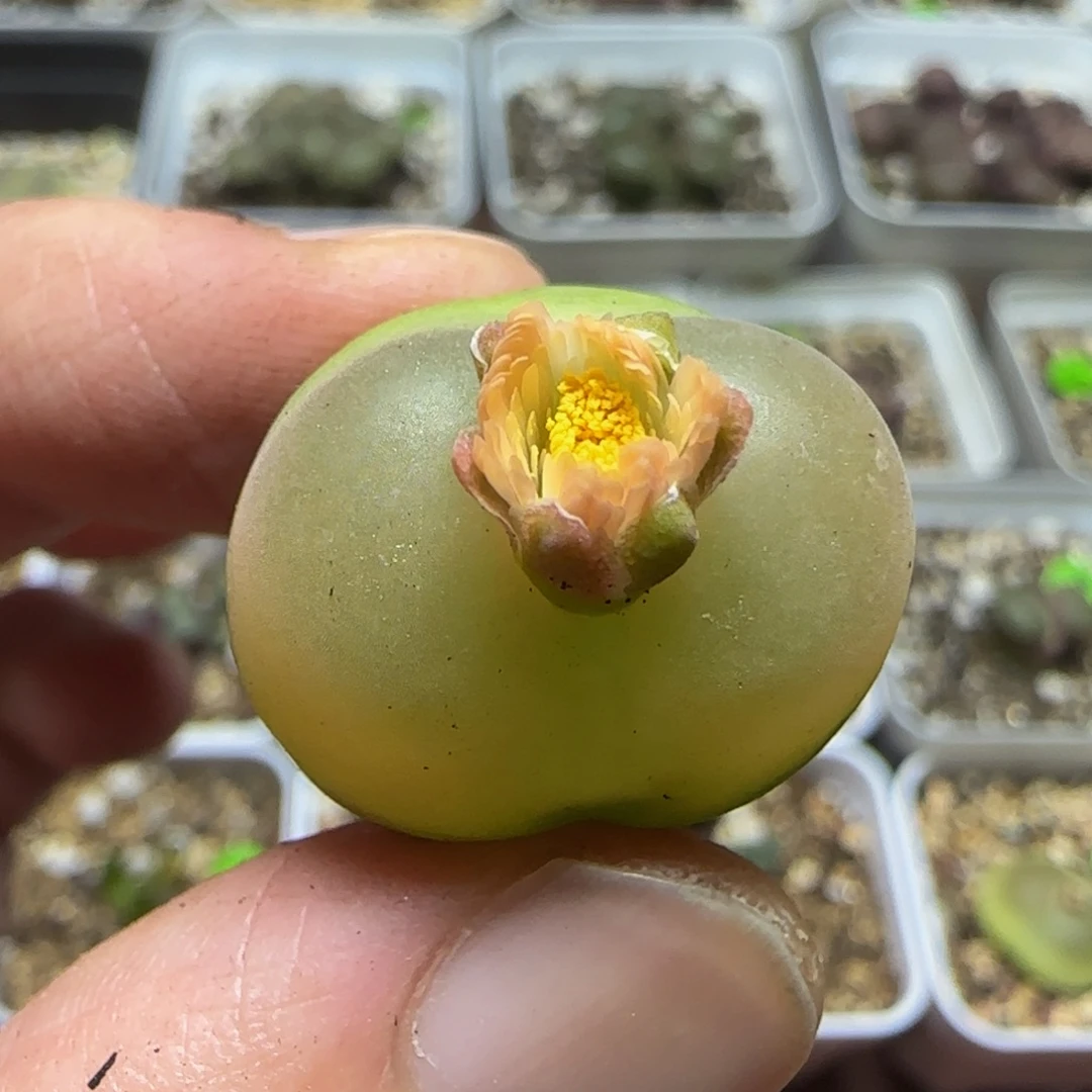 2.1+漂亮多肉植物309