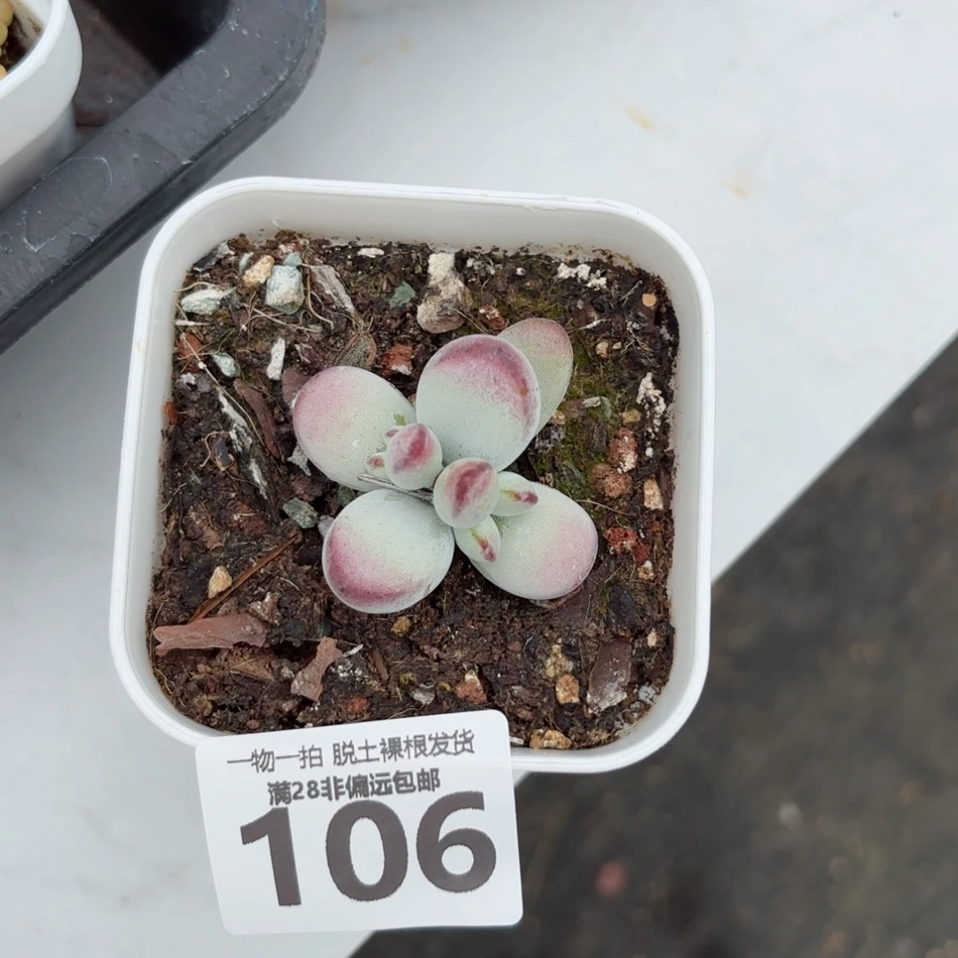 乒乓福娘无盆土发货