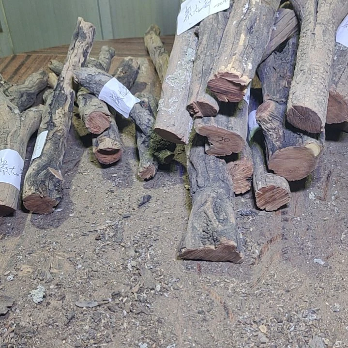 紫***）火琉璃原杈不保沉水慎拍！