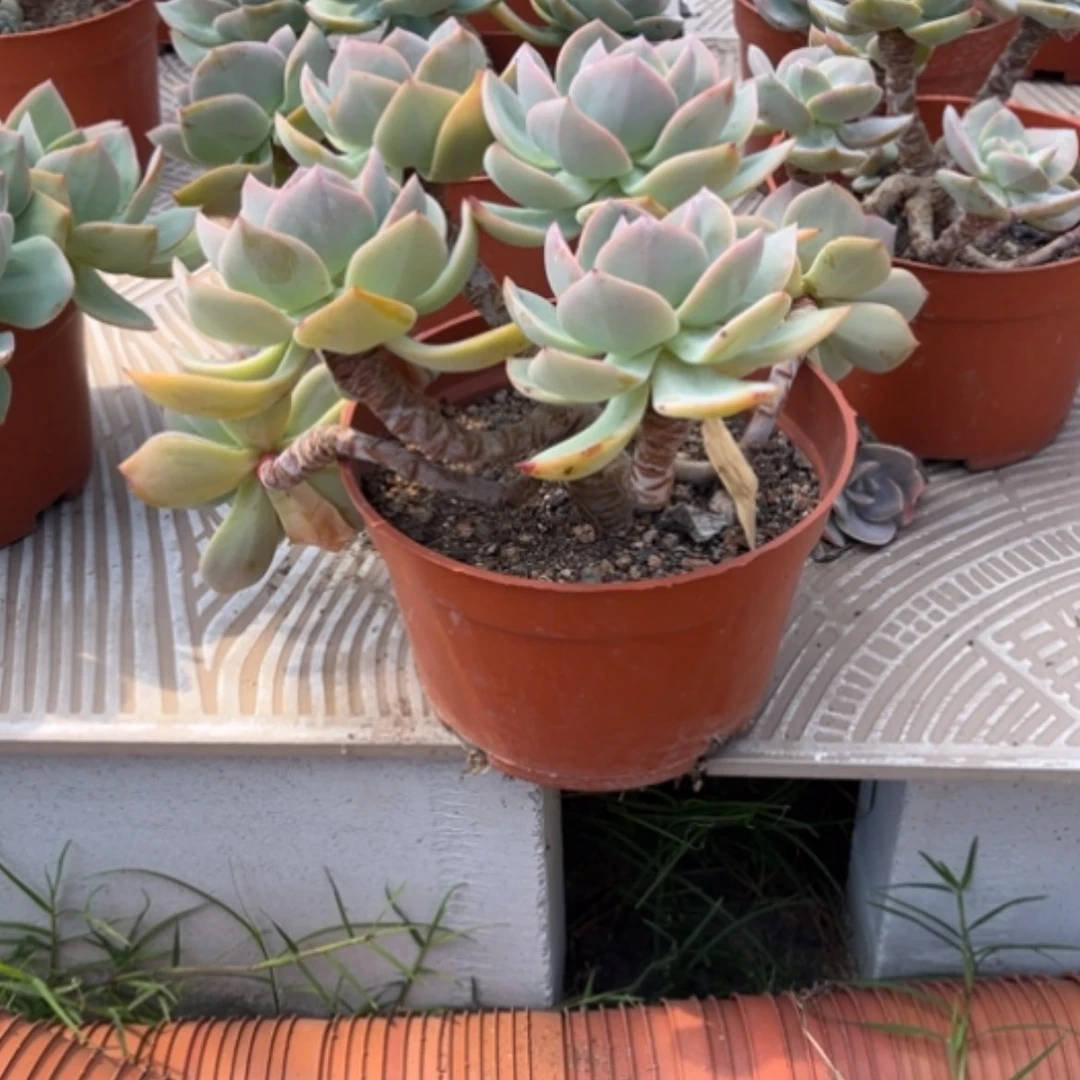 【闪购商品】?****?白凤