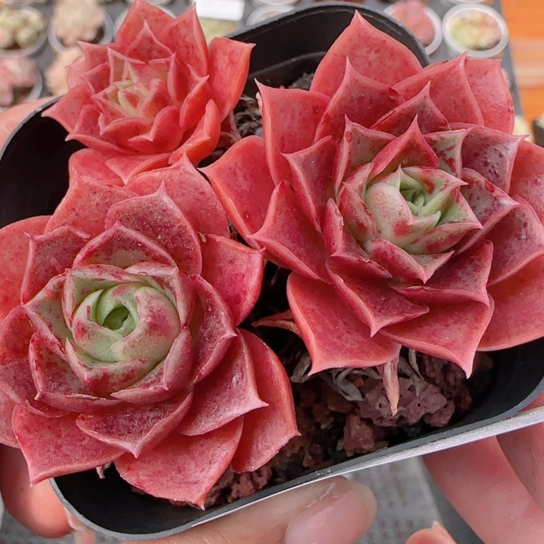 花语多肉1212-243西马