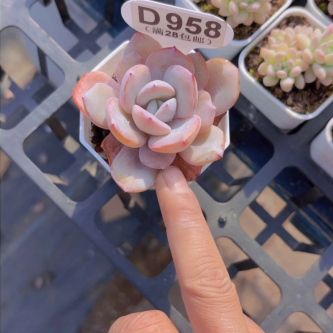 D958奶茶一物一拍