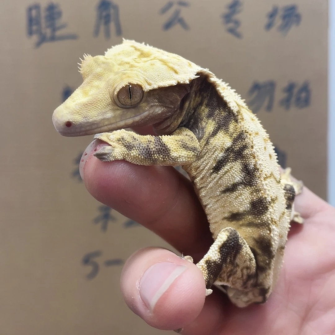 睫角守宫2025123（66）蛤蟆睫角