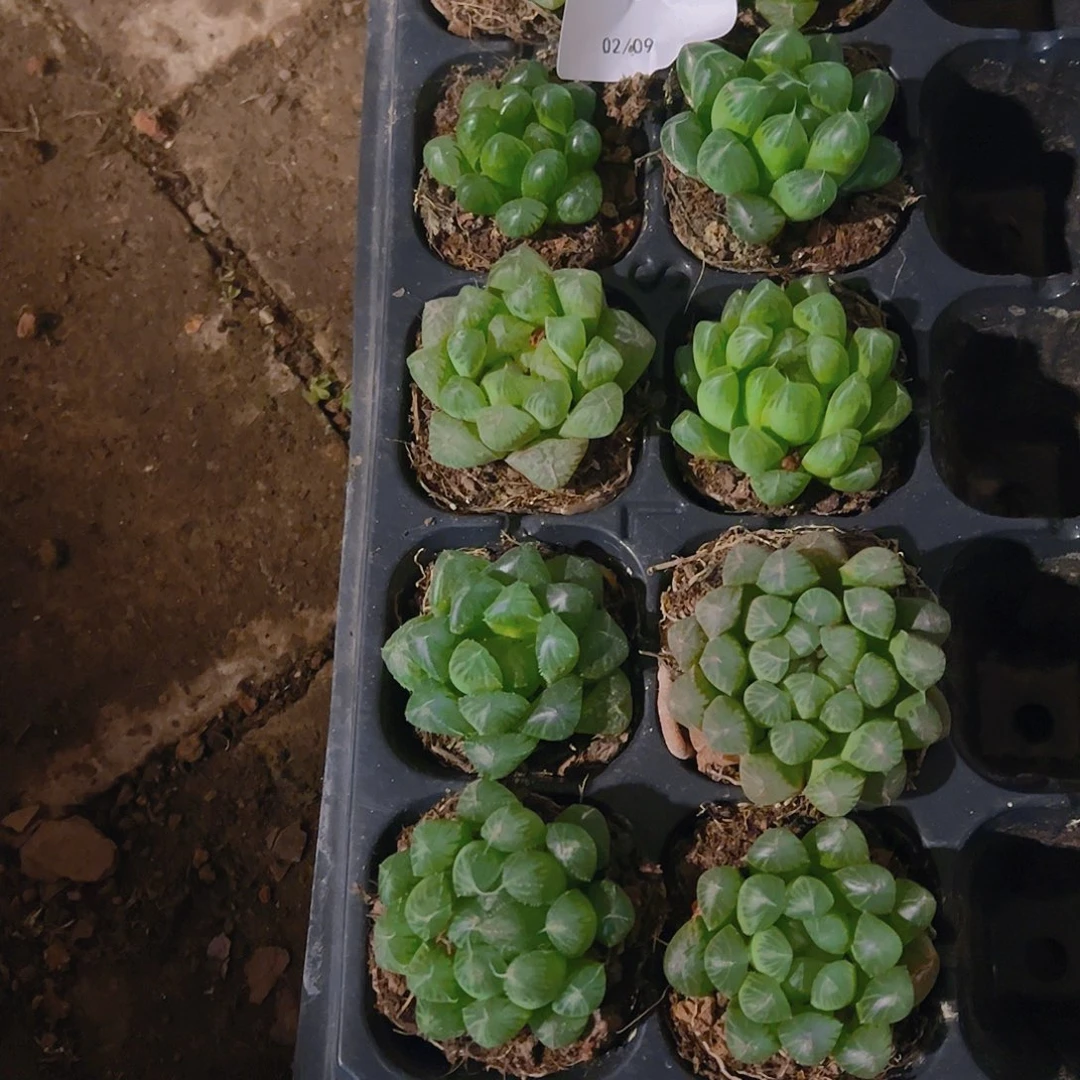 直播福利一物一拍228