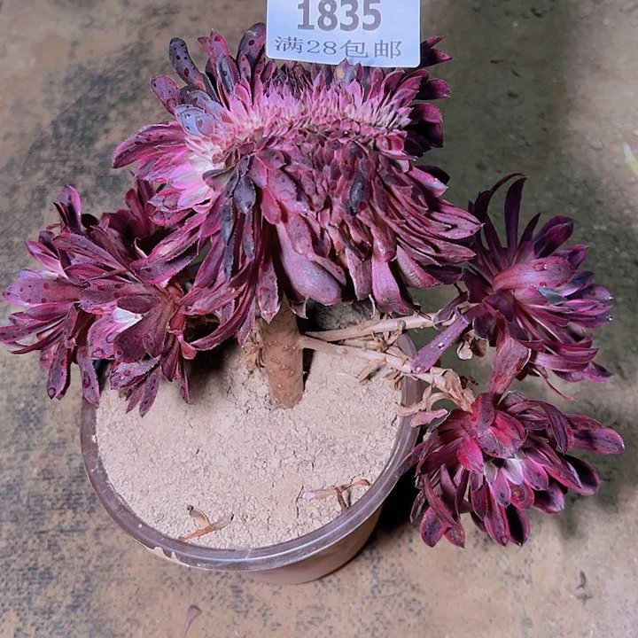 平*叔1835水墨画缀多肉植物