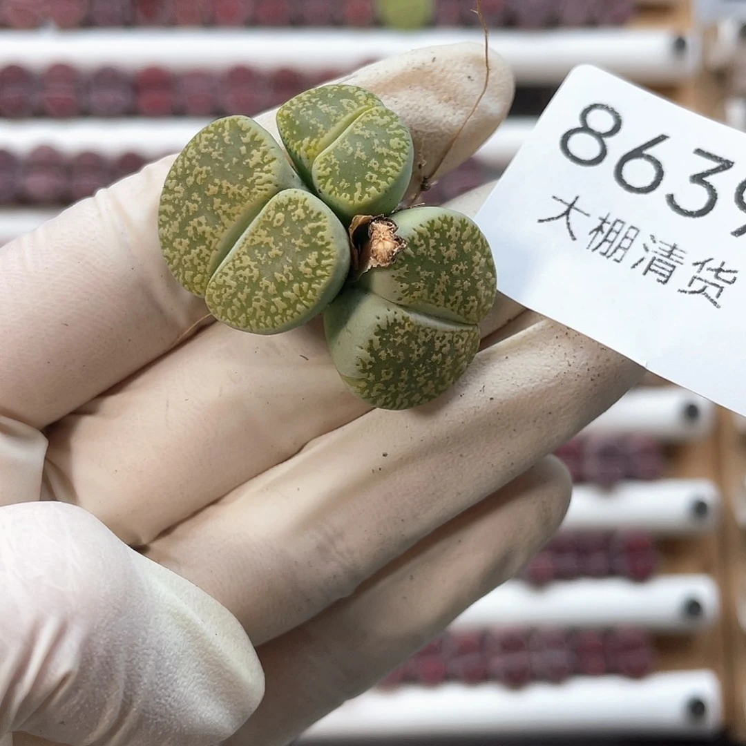 8639大棚清仓甩卖了