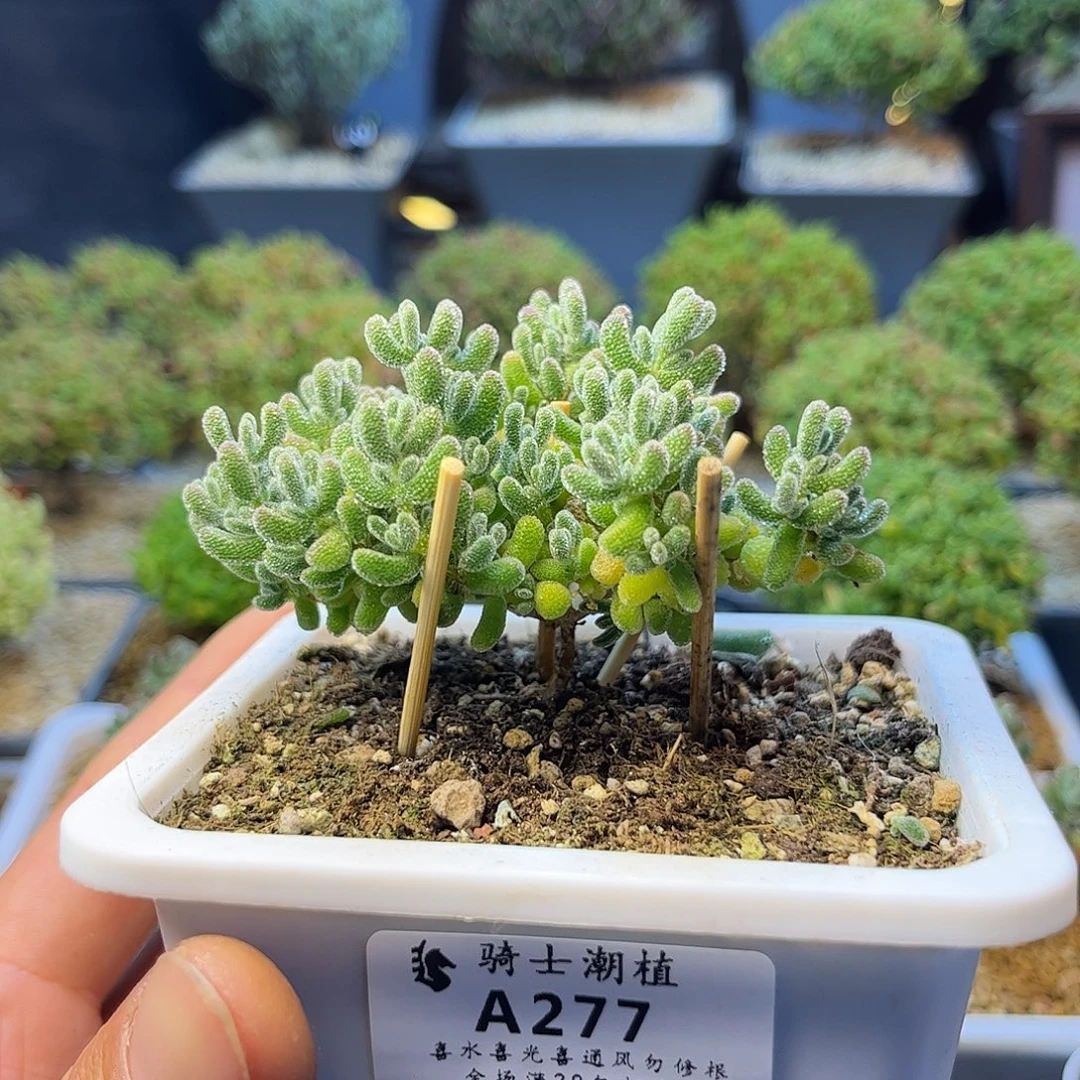 277冰晶枝干番杏多肉