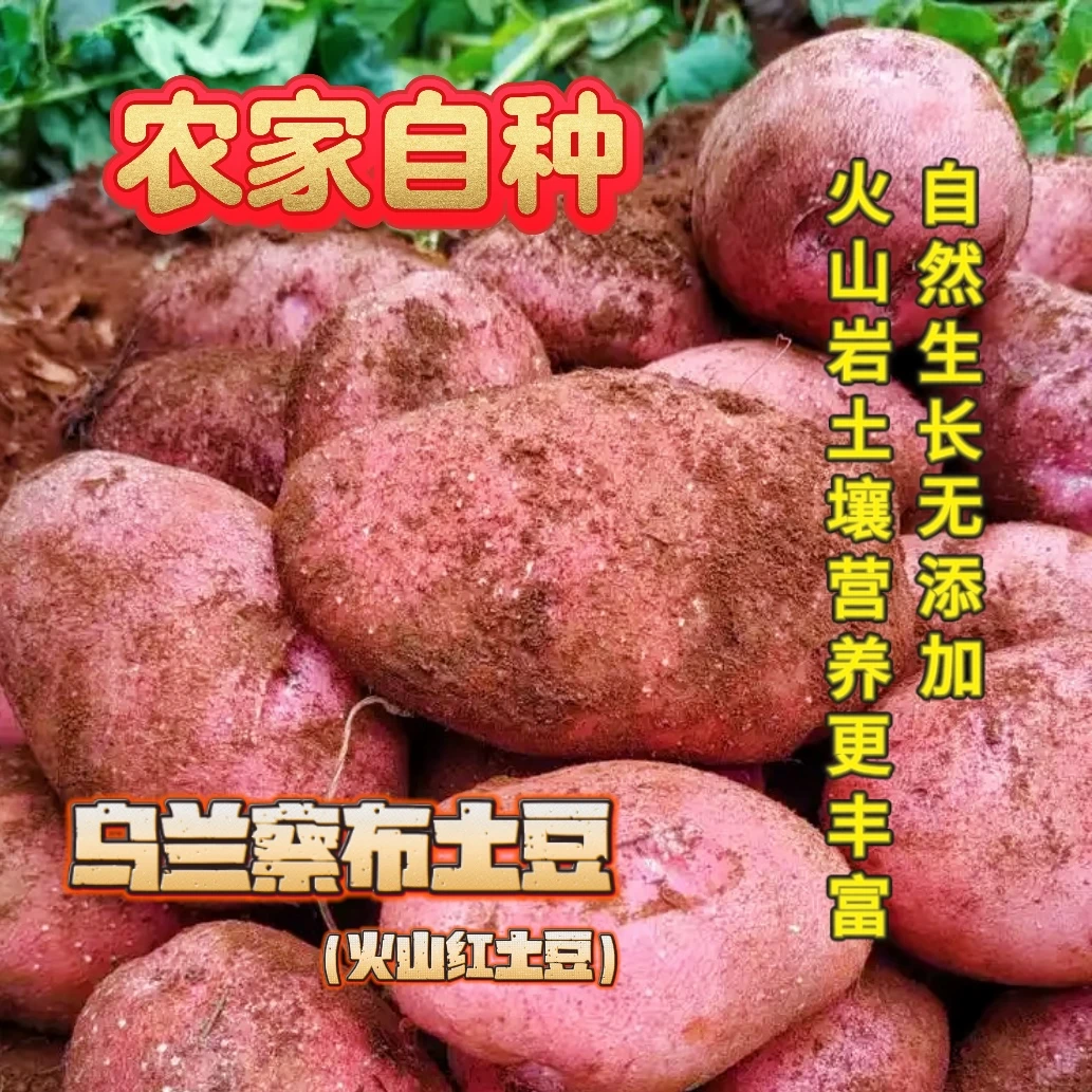 【新鲜现发】乌兰察布火山红黄心土豆