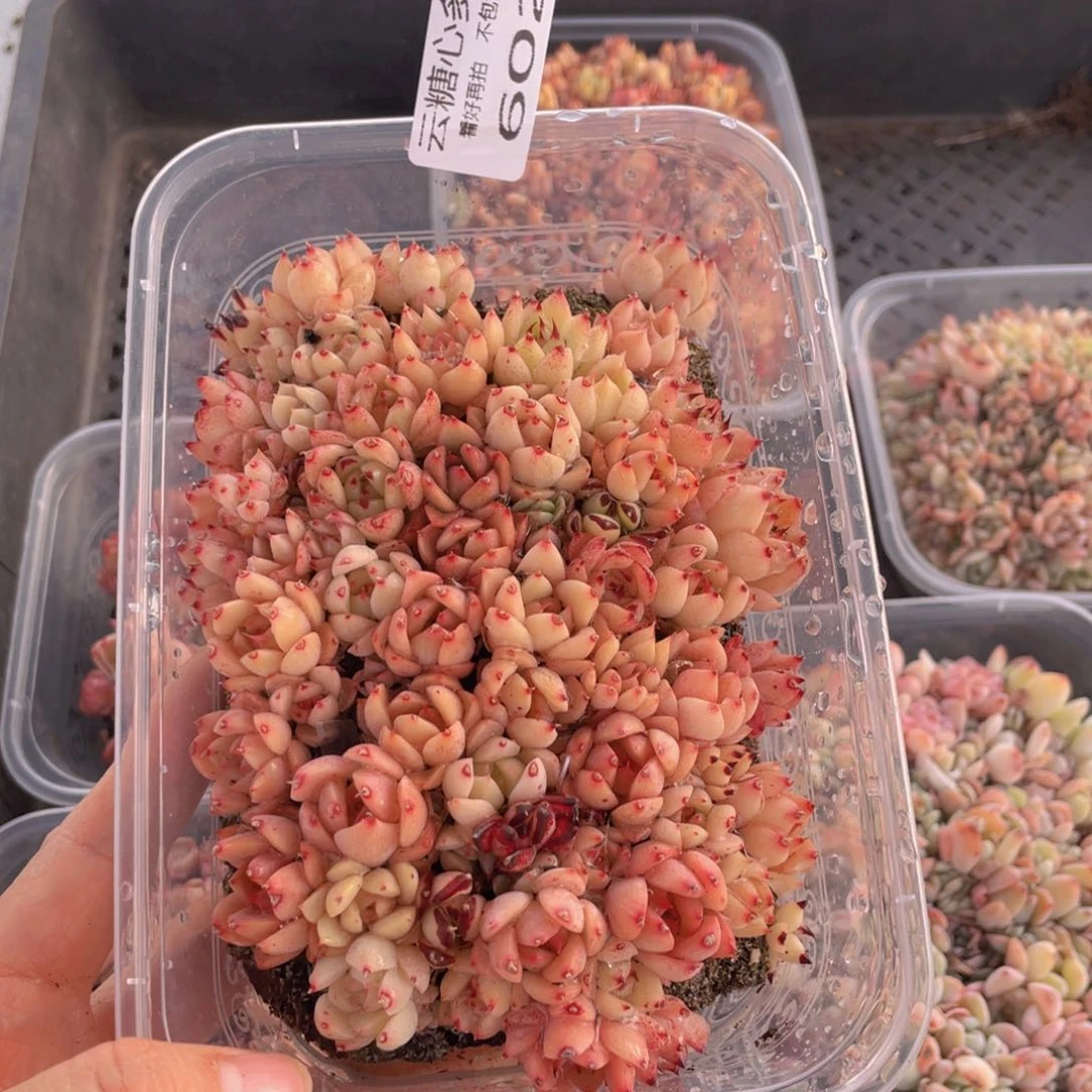 云糖心多肉植物602