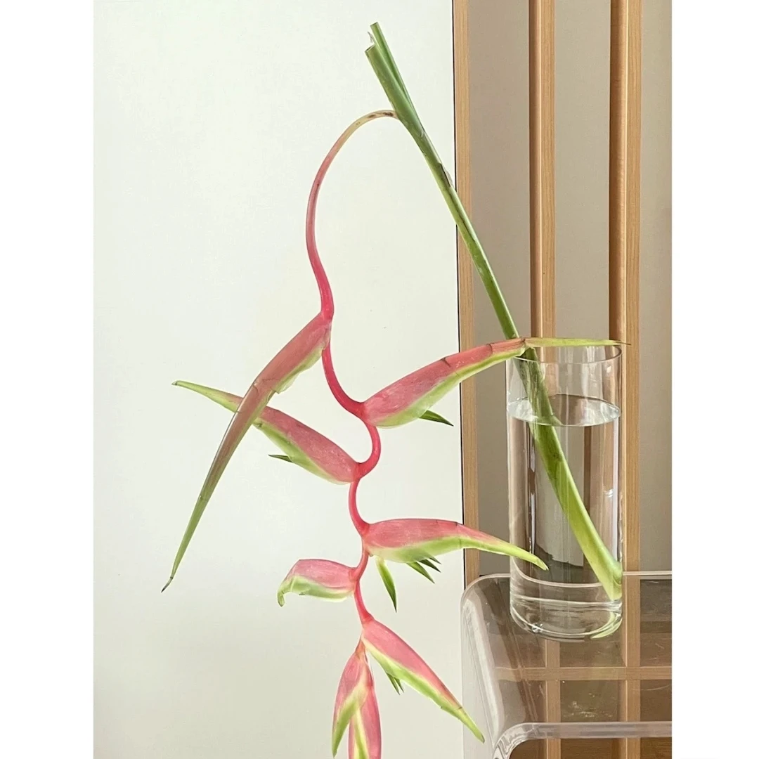 【夏季耐养花材|粉色彩虹吊鸟】小众一枝独秀花材，不凑单发顺丰冷链