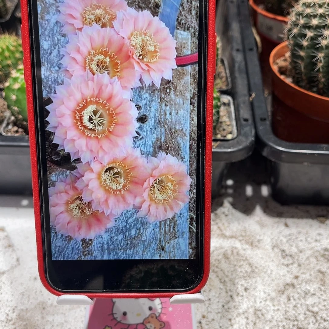 彩草甜芯带根3公分左右