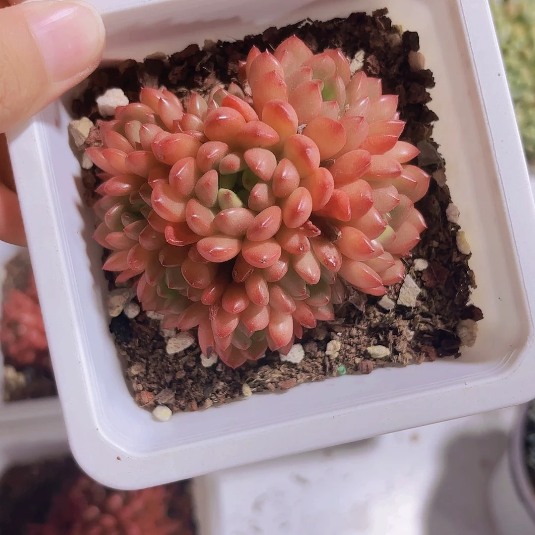 松*安精品红宝石多肉植物