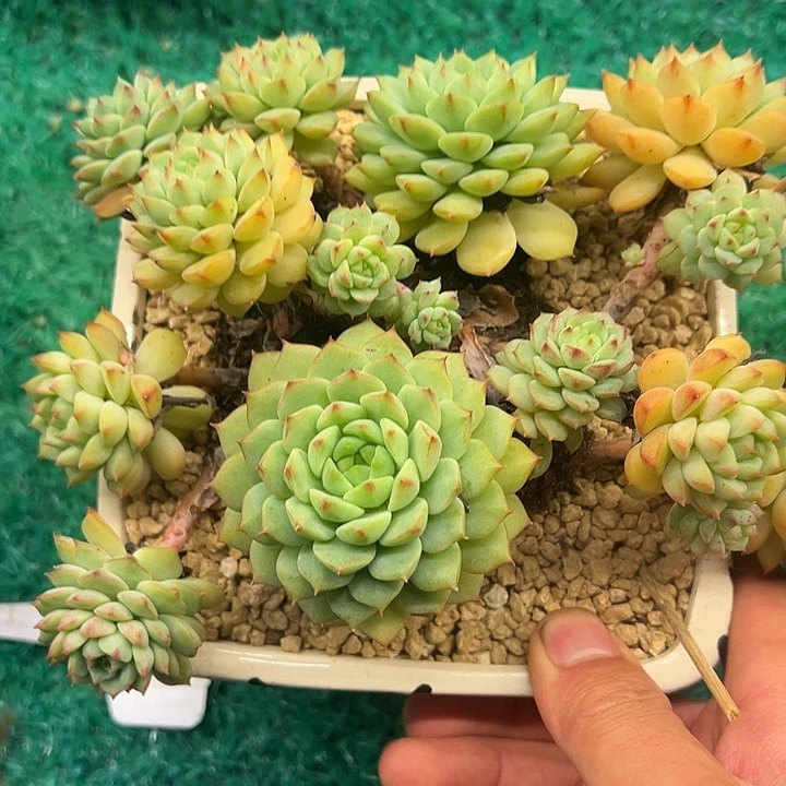 ，，，，，，，，，，，，，，，，，