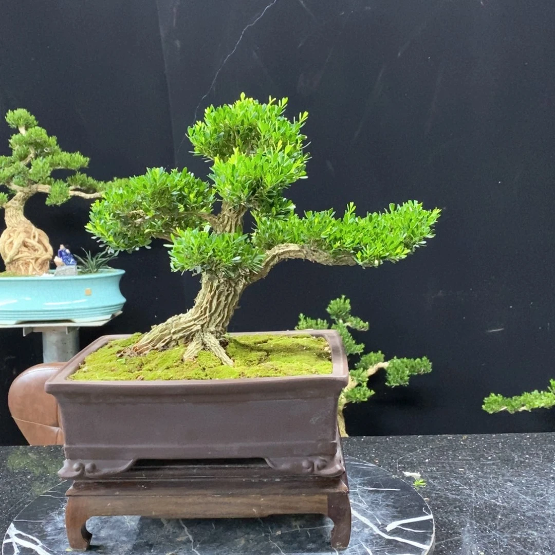 无花朵精品黄杨盆景艺术