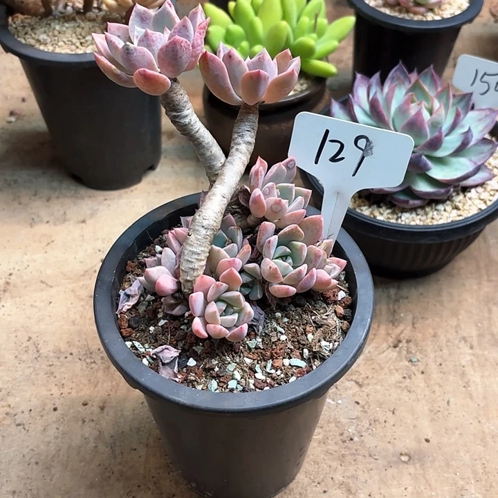 多肉植物，红粉佳人129号